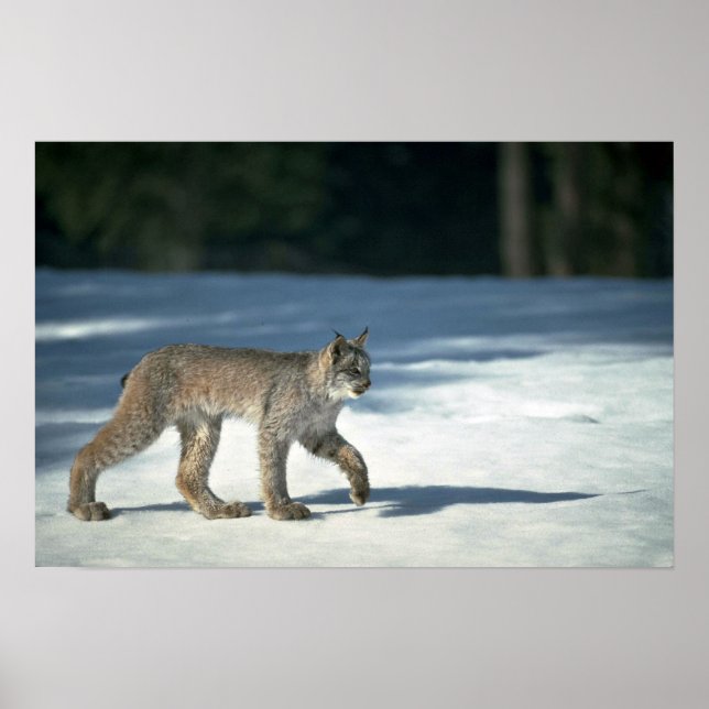 Poster Canada lynx sur neige (Devant)