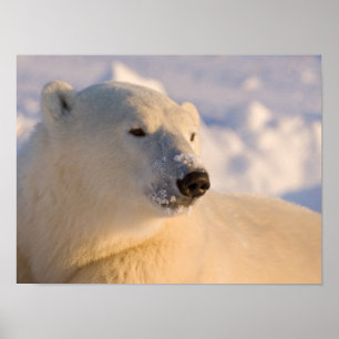 Poster Canada, Manitoba, baie d'Hudson Ours polaire
