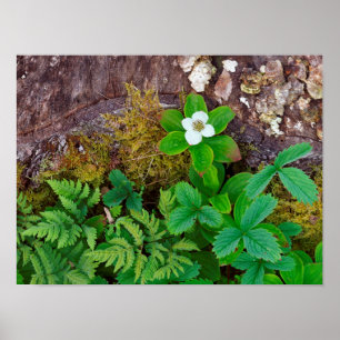 Poster Canada, Nouveau-Brunswick, ,