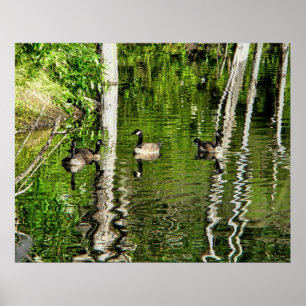 Poster (Canada) Oie verte