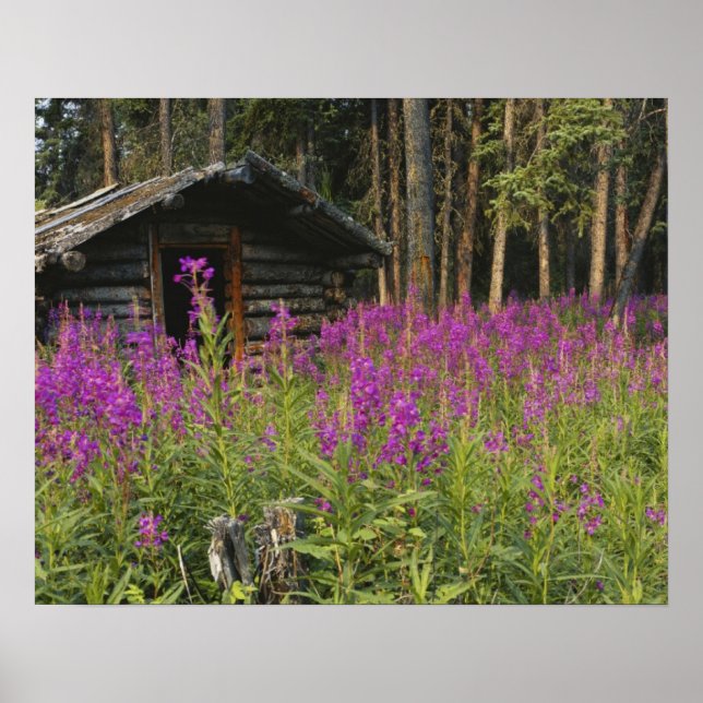 Poster Canada, Yukon, région de Ross River, cabane abando (Devant)