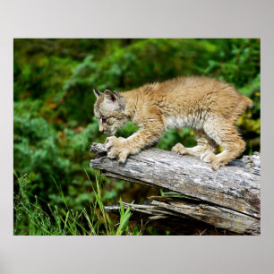 Poster Canadian Lynx Kitten on the Hunt
