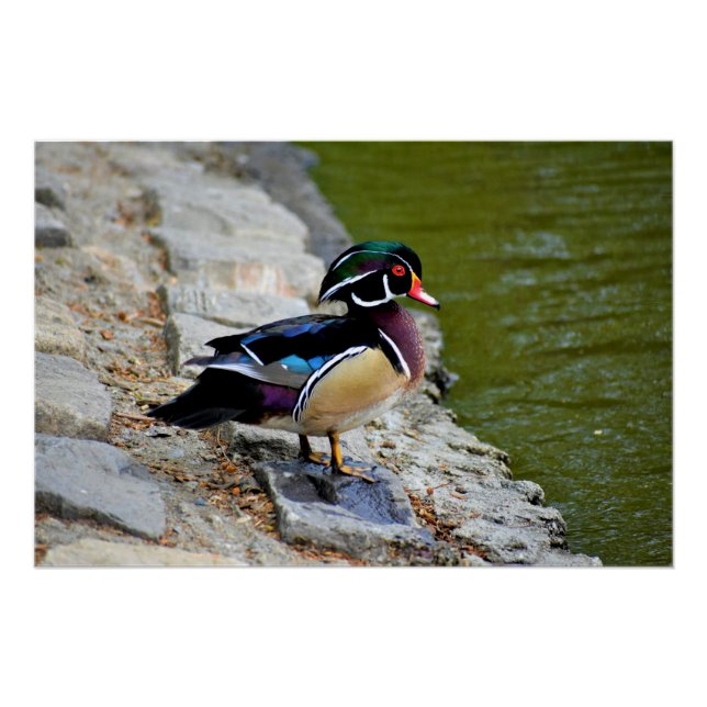 Poster Canard branchu beauté oiseaux nature faune (Devant)