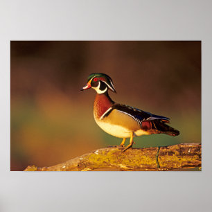 Poster Canard branchu mâle, Illinois