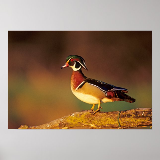 Poster Canard branchu mâle, Illinois (Devant)
