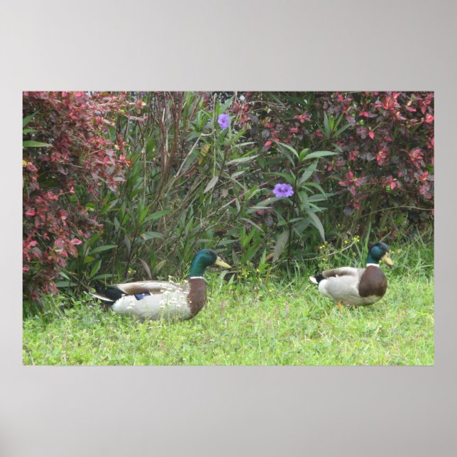Poster Canard colvert mâle (Devant)