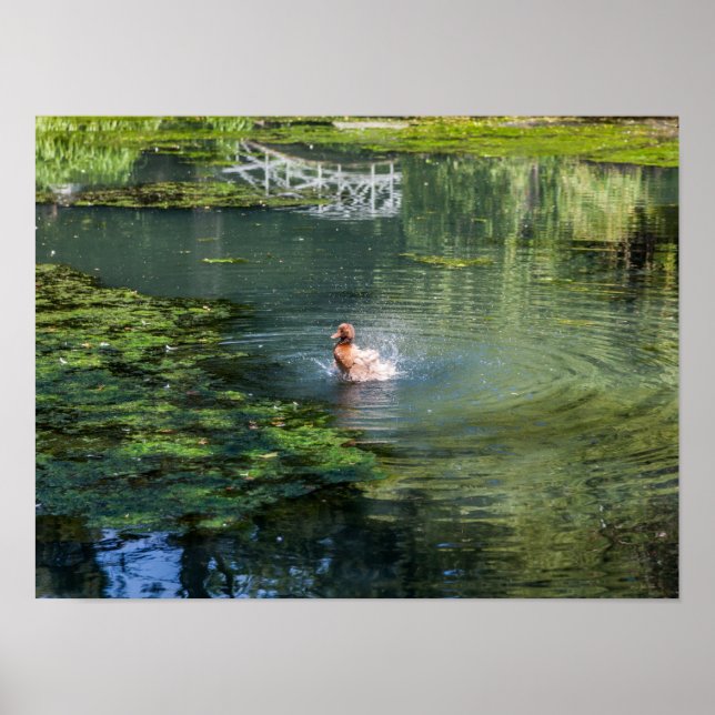 Poster Canard coulant dans un étang (Devant)