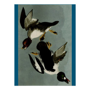 Poster Canard de mer à oeil doré
