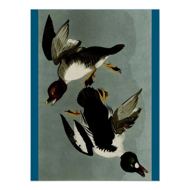 Poster Canard de mer à oeil doré (Devant)