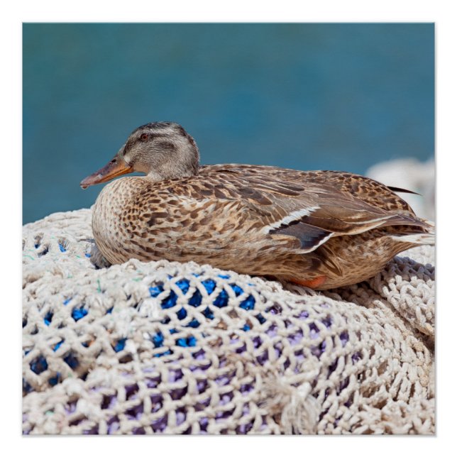 Poster Canard de repos (Devant)