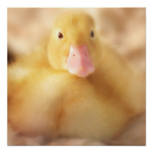 Poster Canard Jaune Fuzzy Bébé de Pâques Canard