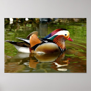 Poster Canard mandarin