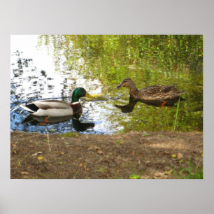 Poster "Canards amoureux"