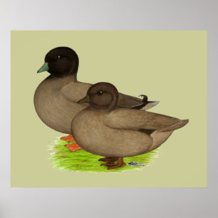Poster Canards : Appels de kaki