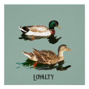 Poster Canards colverts