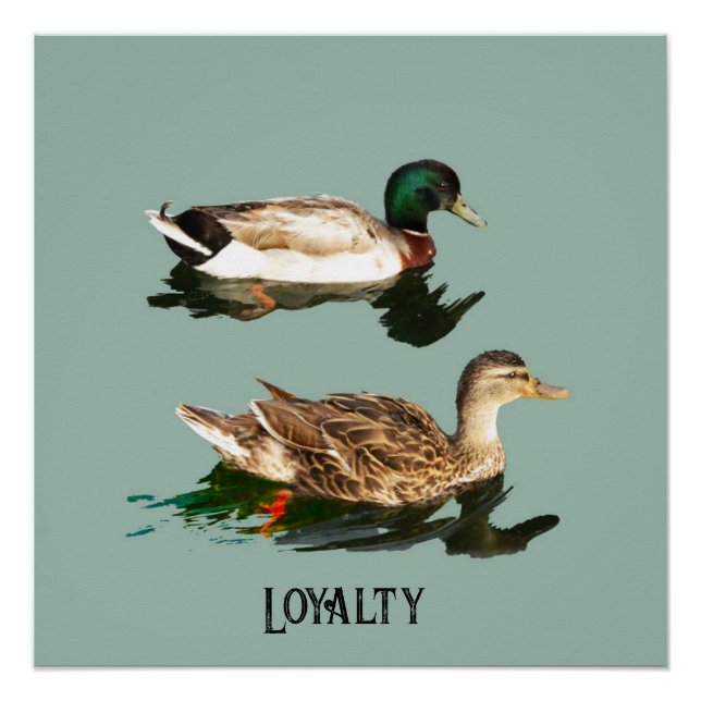 Poster Canards colverts (Devant)