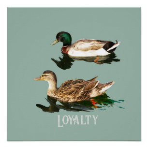 Poster Canards colverts