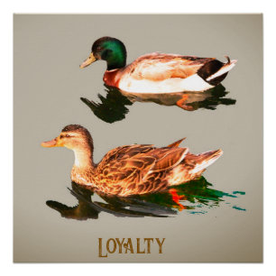 Poster Canards colverts. Loyauté