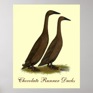Poster Canards coureurs de chocolat
