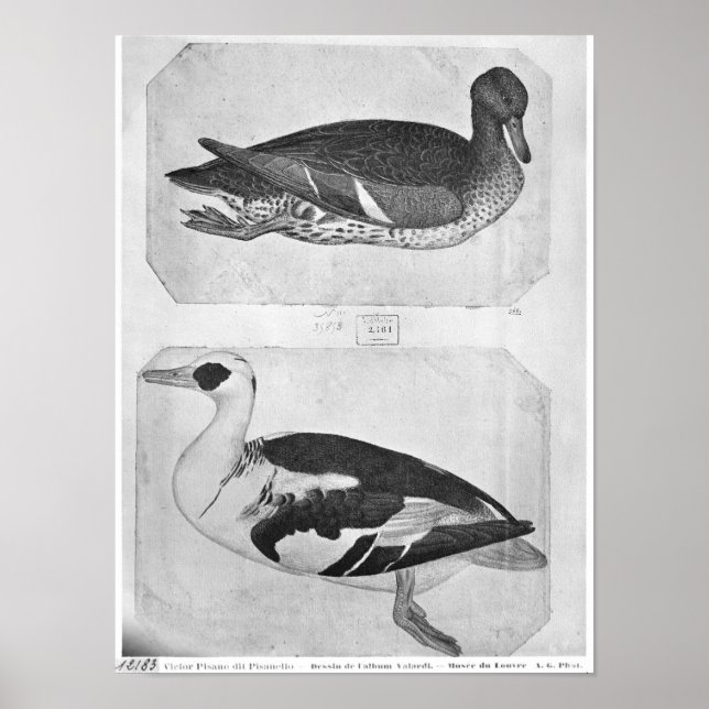 Poster Canards, de l'Album Vallardi (Devant)