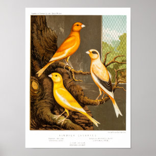 Poster Canaries Canary Song vintage 1800 Canaries Modèle