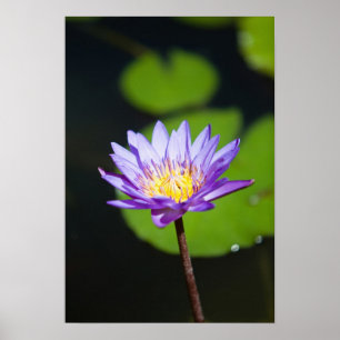 Poster Cancun, Mexique