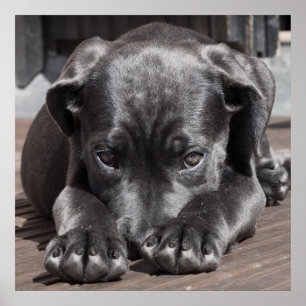 Poster Cane Corso Puppy