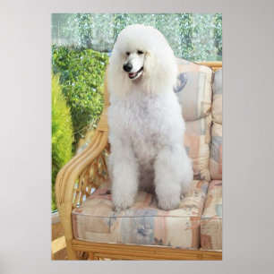 Poster Caniche Blanc