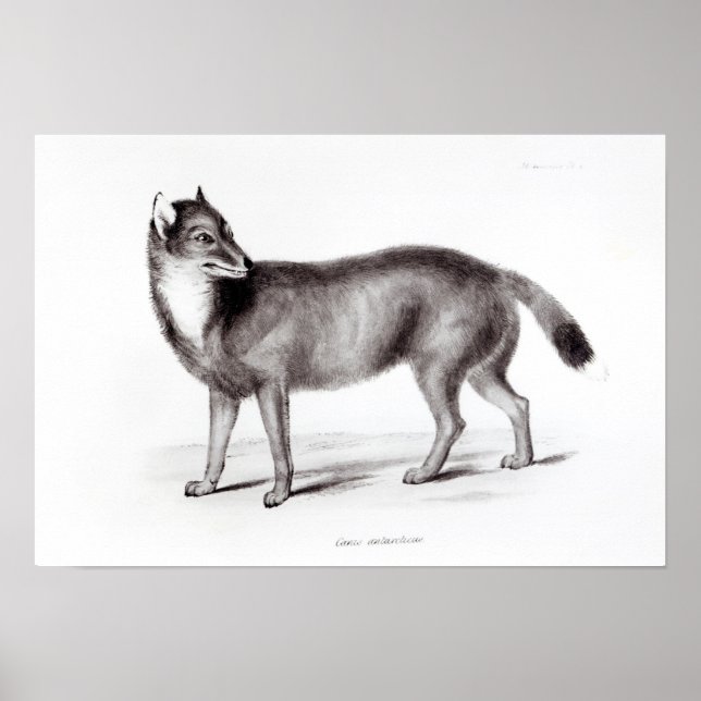 Poster Canis Antarctique (Devant)