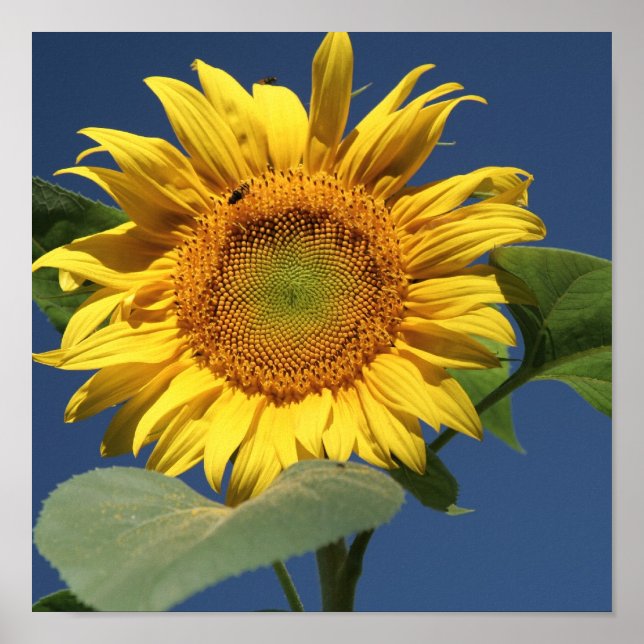 Poster Canvas de tournesol (Devant)