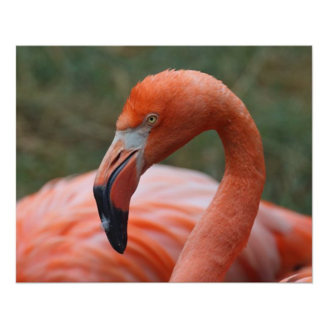 Poster Caoutchouc de phoenicopterus (Devant)