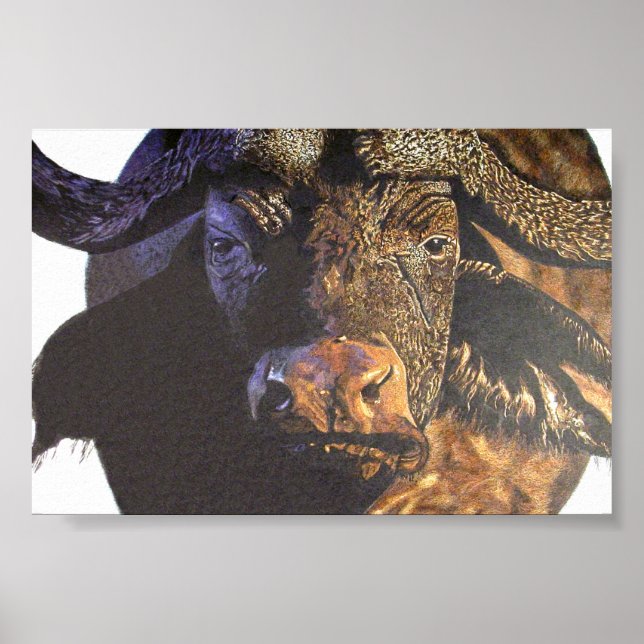 Poster Cape Buffalo (Devant)