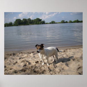 Poster Capo von Oppenheim, chien Jack Russell