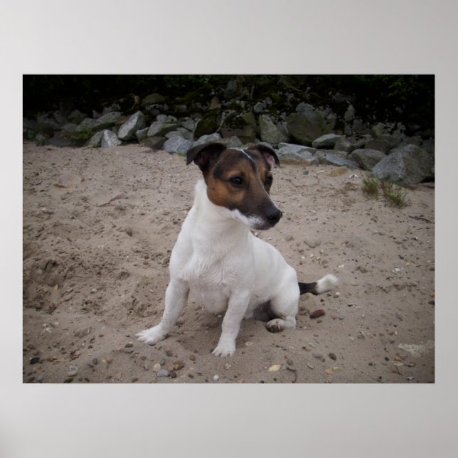 Poster Capo von Oppenheim, Jack Russell Chien (Devant)
