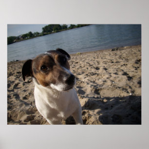 Poster Capo von Oppenheim, Jack Russell Chien