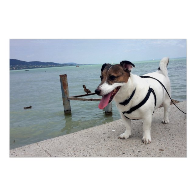 Poster Capo von Oppenheim, Jack Russell Terrier Chien (Devant)