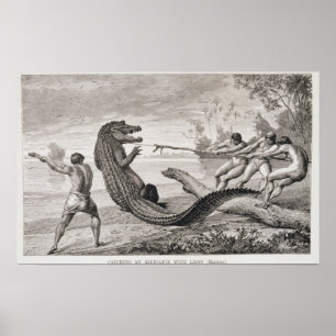 Poster Capture d'un alligator avec lasso