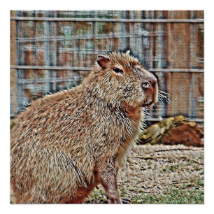 Poster Capybara