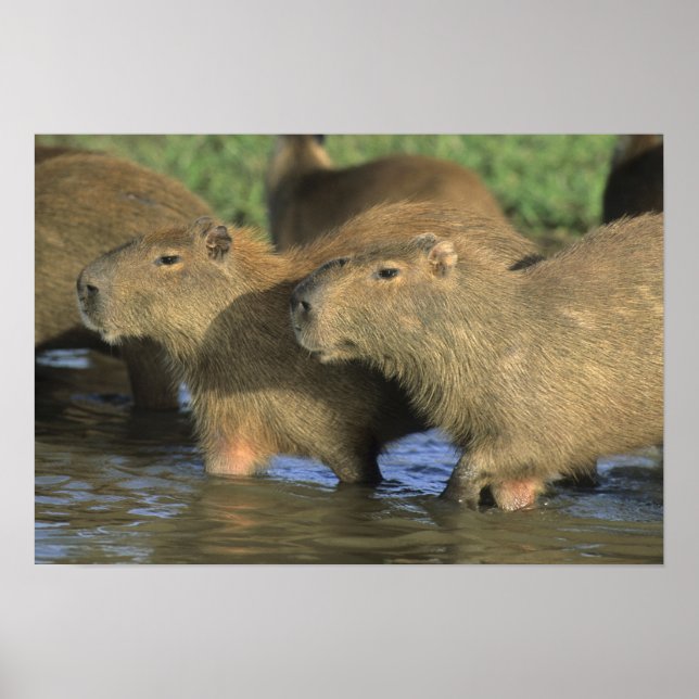 Poster Capybara, Hydrochaeris hydrochaeris), du monde (Devant)