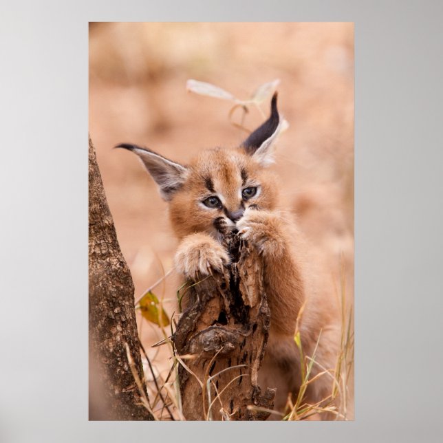 Poster Caracal Kitten (Devant)