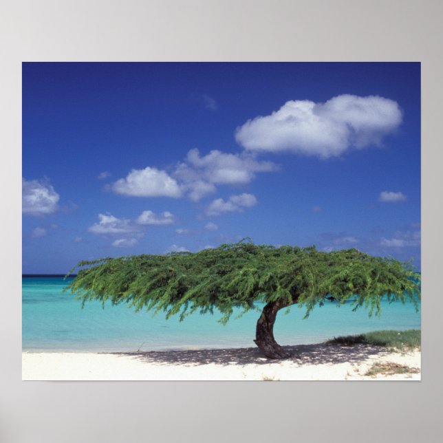Poster Caraïbes, Aruba. Plage d'Eagle (Devant)