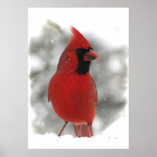 Poster Cardinal