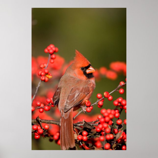 Poster Cardinal du Nord sur le canneberge commun (Devant)