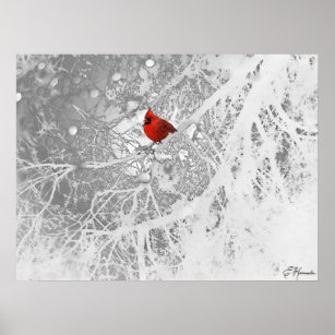 Poster Cardinal en hiver