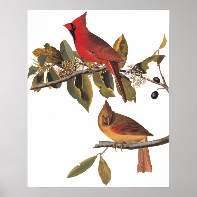 Poster Cardinal Grosbeak Birds in Wild Almond Tree (Devant)