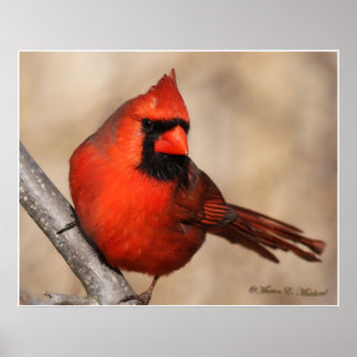 Poster Cardinal masculin