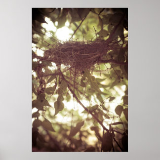 Poster Cardinal Nest