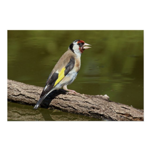 Poster Carduelis carduelis (Devant)