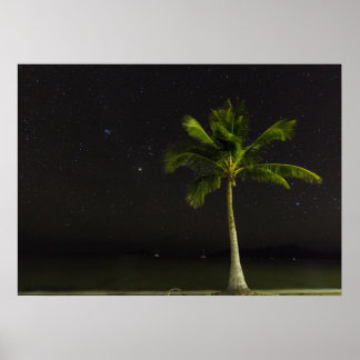 Poster Cardwell Palm