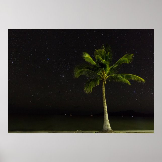 Poster Cardwell Palm (Devant)